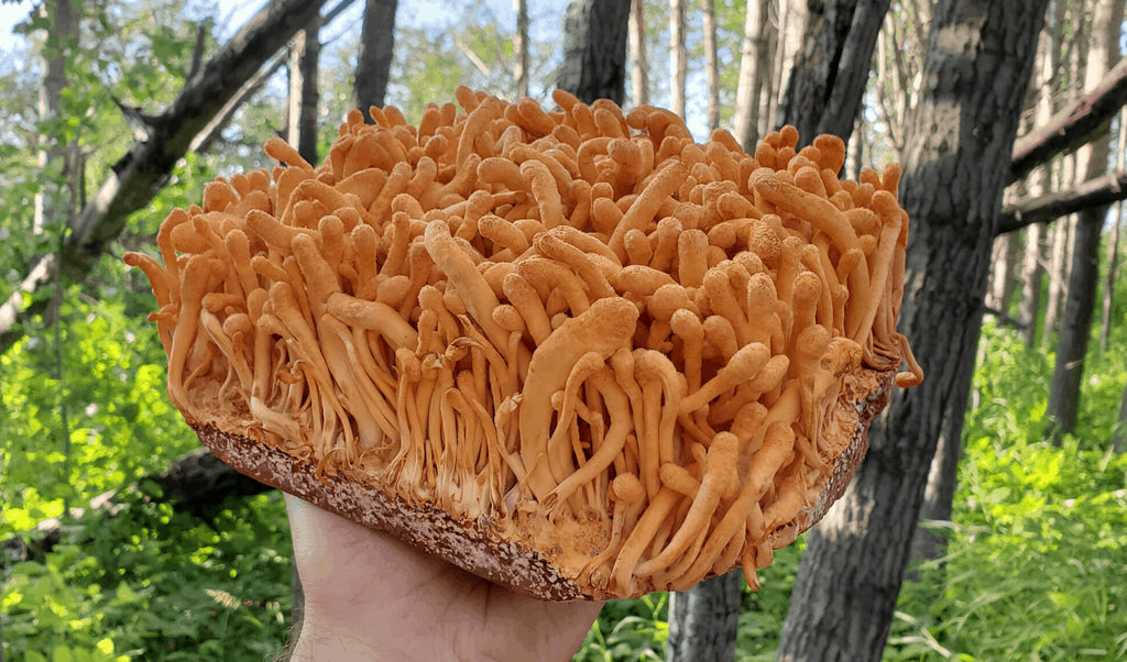 Cordyceps